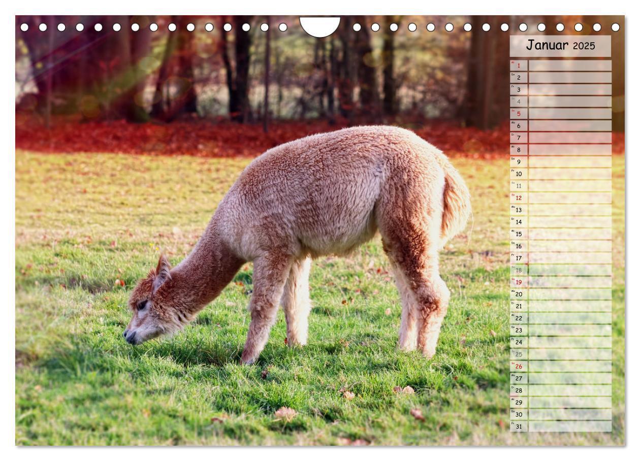 Bild: 9783383983924 | Alpaka, coole Typen mit wilden Frisuren (Wandkalender 2025 DIN A4...