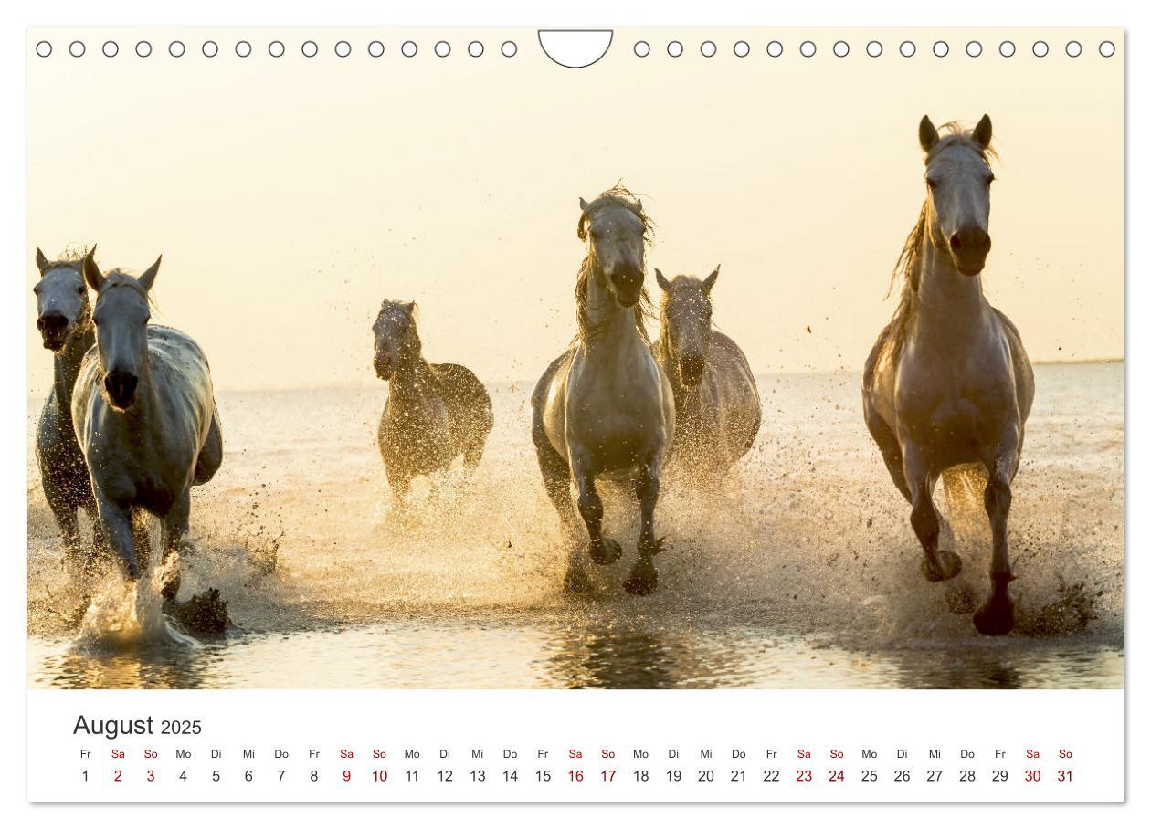 Bild: 9783383927973 | Freiheitsliebende Wildpferde (Wandkalender 2025 DIN A4 quer),...