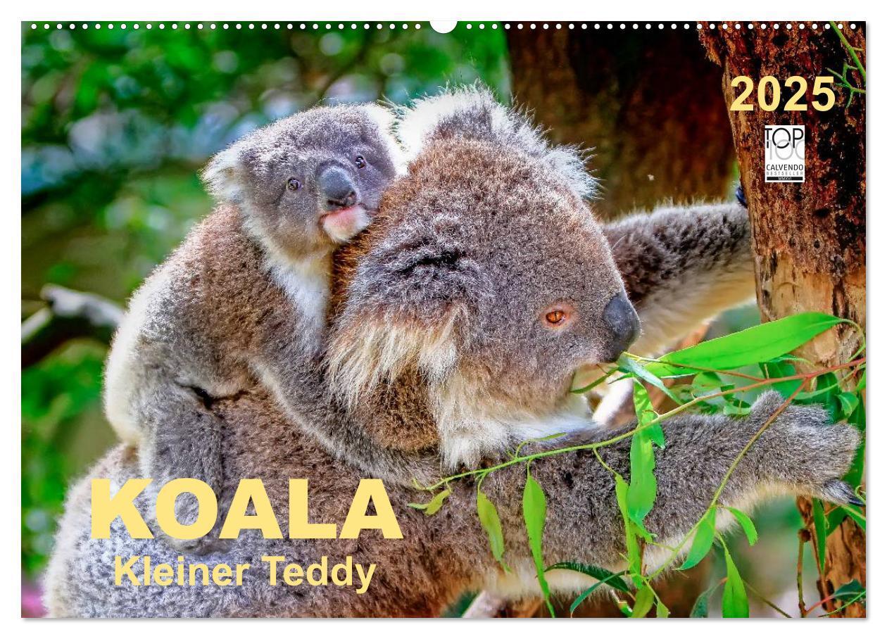 Cover: 9783435587827 | Koala - kleiner Teddy (Wandkalender 2025 DIN A2 quer), CALVENDO...