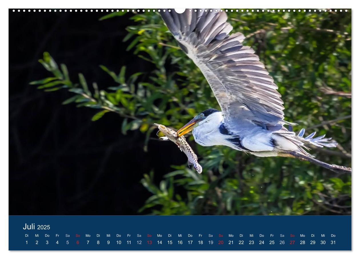 Bild: 9783435686636 | Brasilien tierisch gut 2025 (Wandkalender 2025 DIN A2 quer),...