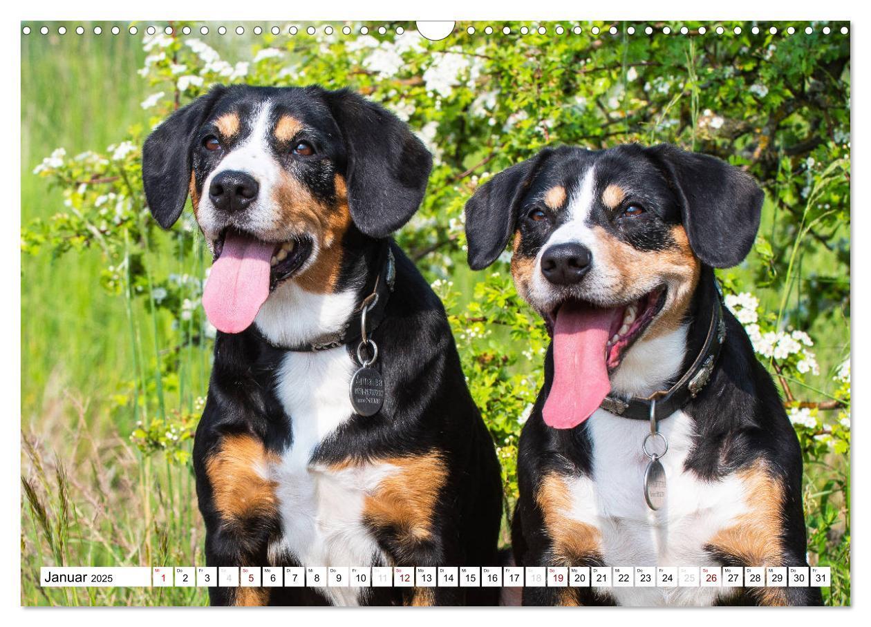 Bild: 9783435313051 | Mein bester Freund - Entlebucher Sennenhund (Wandkalender 2025 DIN...