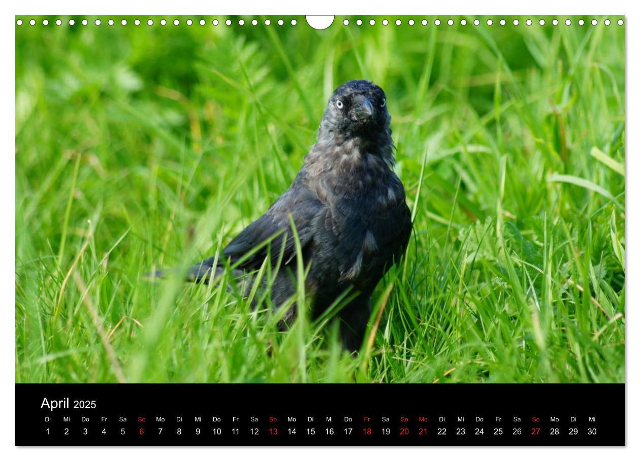 Bild: 9783435811373 | Das Leben der Rabenvögel (Wandkalender 2025 DIN A3 quer), CALVENDO...