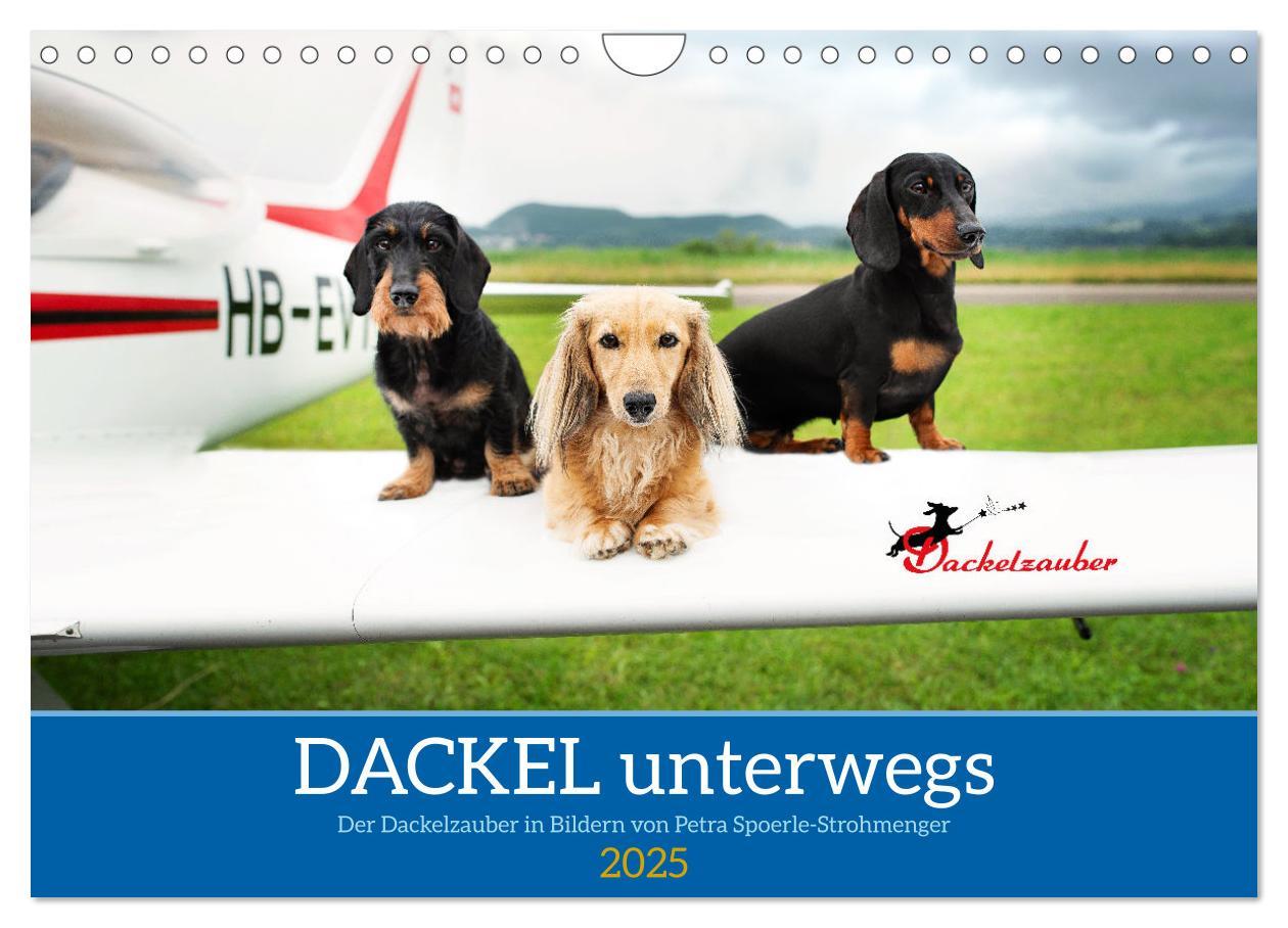 Cover: 9783457206362 | Dackel unterwegs (Wandkalender 2025 DIN A4 quer), CALVENDO...