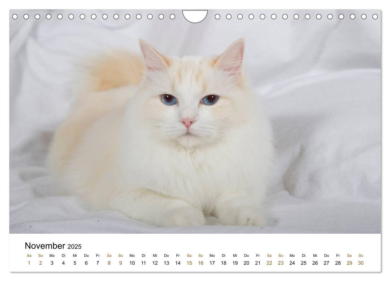 Bild: 9783435754328 | Ragdolls (Wandkalender 2025 DIN A4 quer), CALVENDO Monatskalender