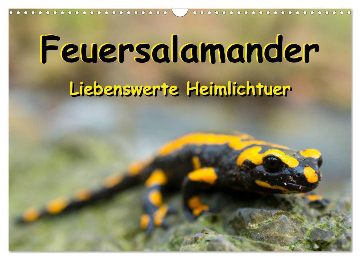 Cover: 9783435172849 | Feuersalamander - Liebenswerte Heimlichtuer (Wandkalender 2025 DIN...