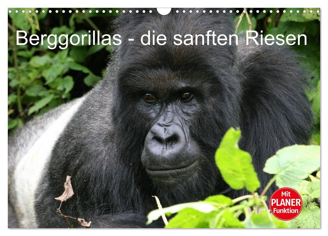 Cover: 9783435524440 | Berggorillas - die sanften Riesen (Wandkalender 2025 DIN A3 quer),...