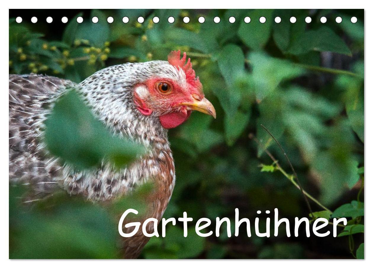 Cover: 9783435554263 | Gartenhühner (Tischkalender 2025 DIN A5 quer), CALVENDO Monatskalender