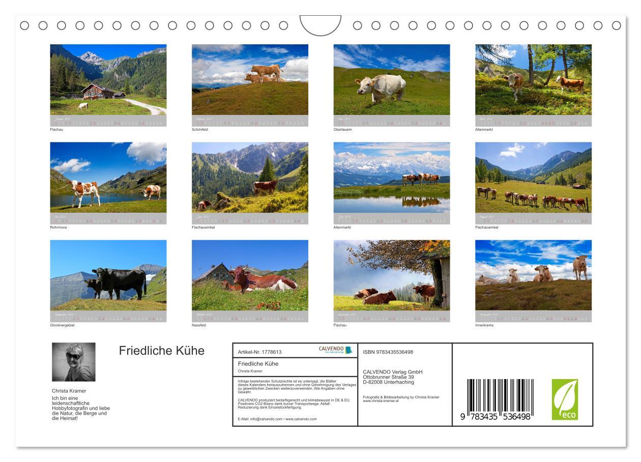 Bild: 9783435536498 | Friedliche Kühe (Wandkalender 2025 DIN A4 quer), CALVENDO...