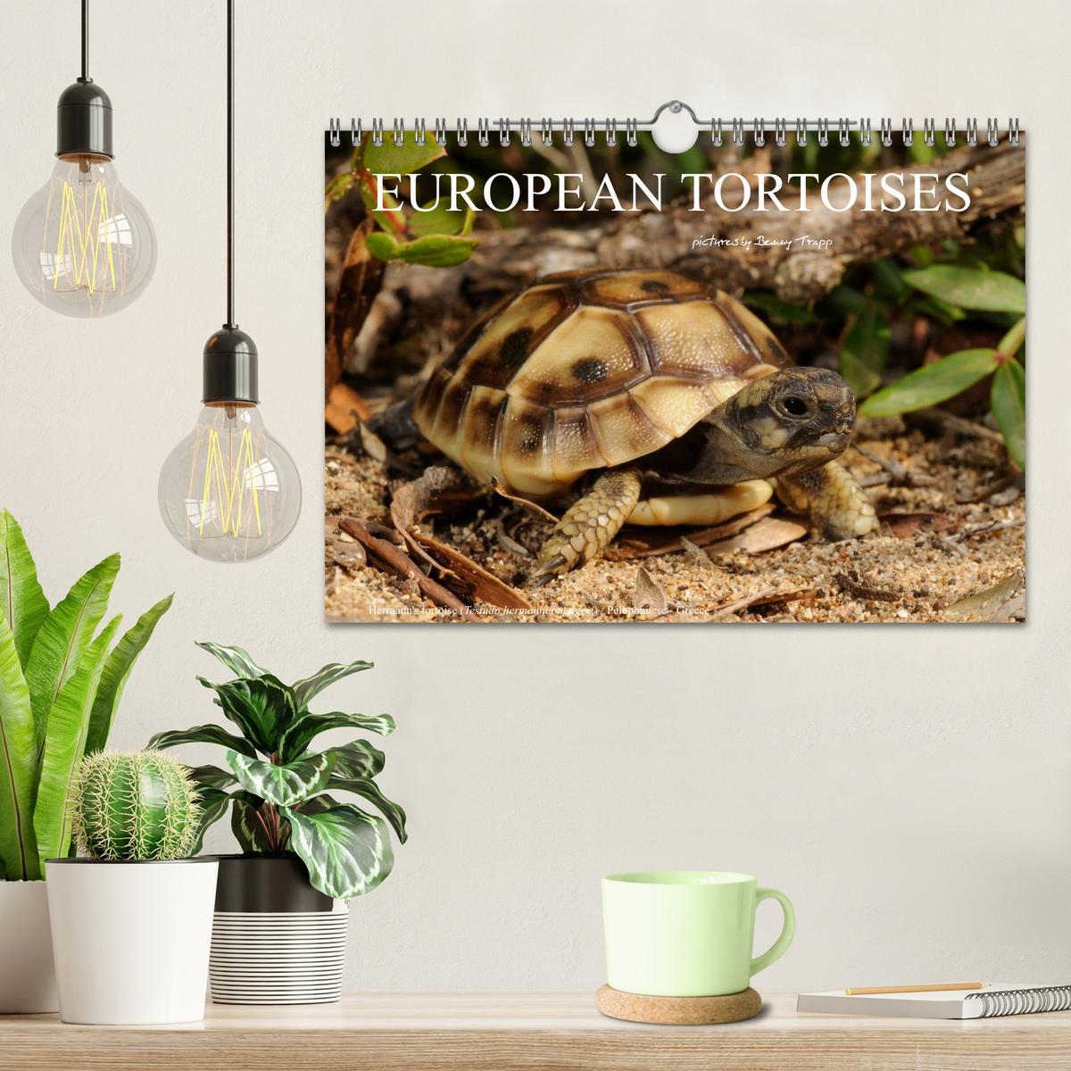 Bild: 9781325996001 | European Tortoises / UK-Version (Wall Calendar 2025 DIN A4...