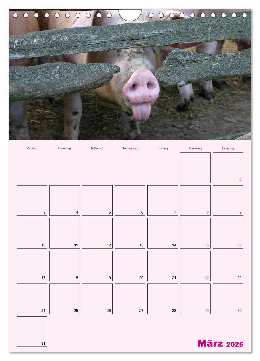 Bild: 9783457077214 | Schweinischer Terminplaner (Wandkalender 2025 DIN A4 hoch),...