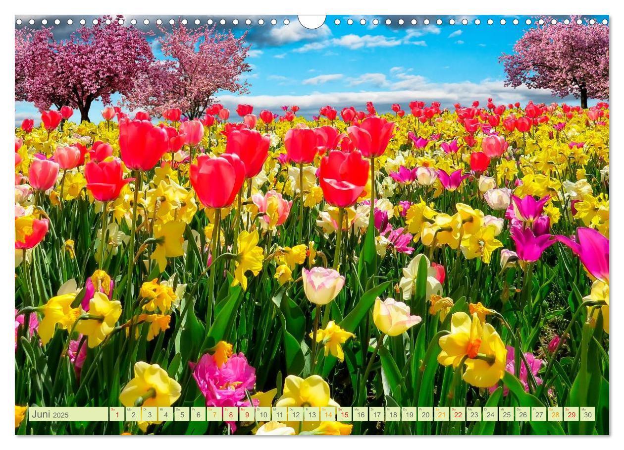 Bild: 9783435473502 | Blumenwiesen ¿ ein blütenzauberhaftes Jahr (Wandkalender 2025 DIN...