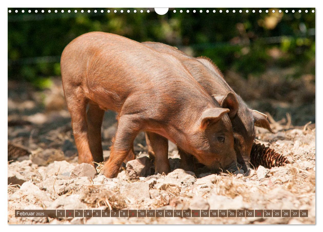 Bild: 9783435195817 | Glückliche Schweine Berkshire-Iberico Ferkel (Wandkalender 2025 DIN...