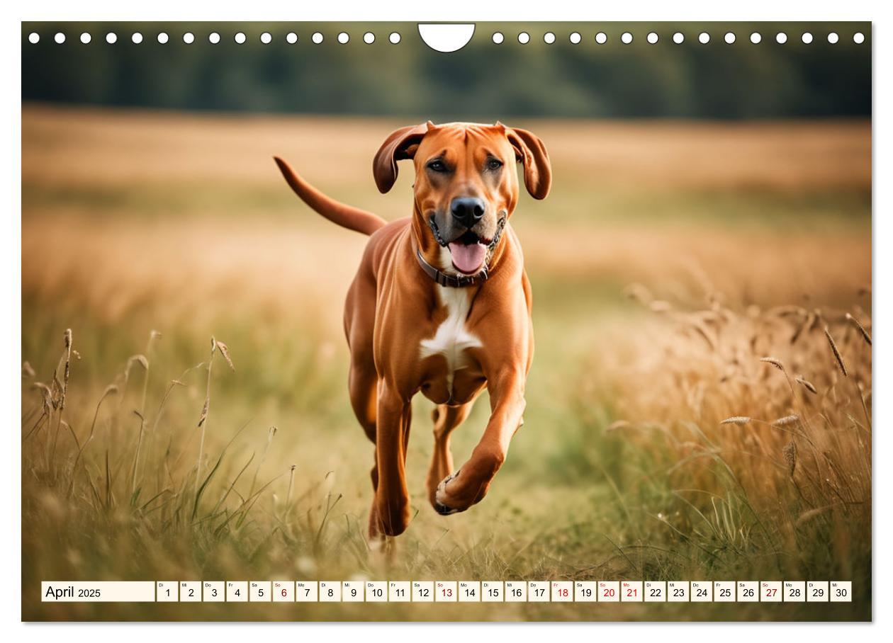 Bild: 9783457146033 | Rhodesian Ridgeback - Athlet mit Rückenkamm (Wandkalender 2025 DIN...