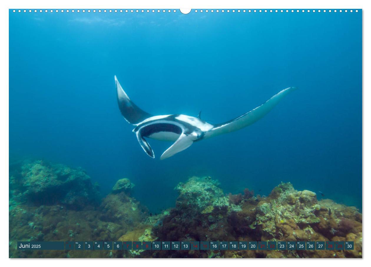 Bild: 9783435409525 | Tauchen, Fische und Meer (Wandkalender 2025 DIN A2 quer), CALVENDO...