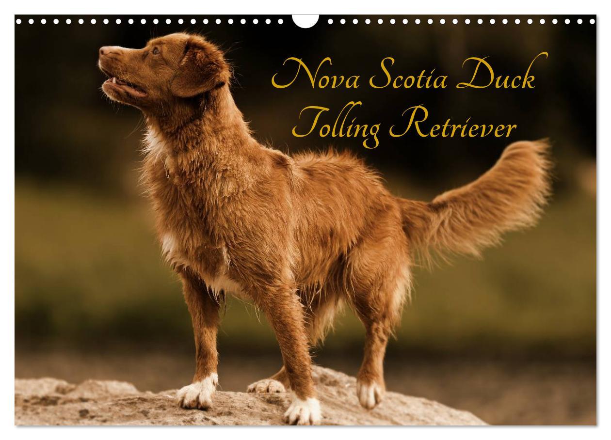 Cover: 9783435569380 | Nova Scotia Duck Tolling Retriever (Wandkalender 2025 DIN A3 quer),...