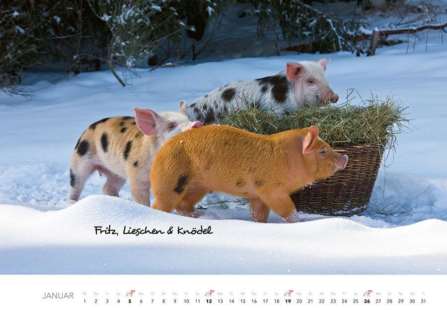 Bild: 9783966648349 | Tierkinder auf dem Bauernhof Kalender 2025 | J. -L. Klein (u. a.)