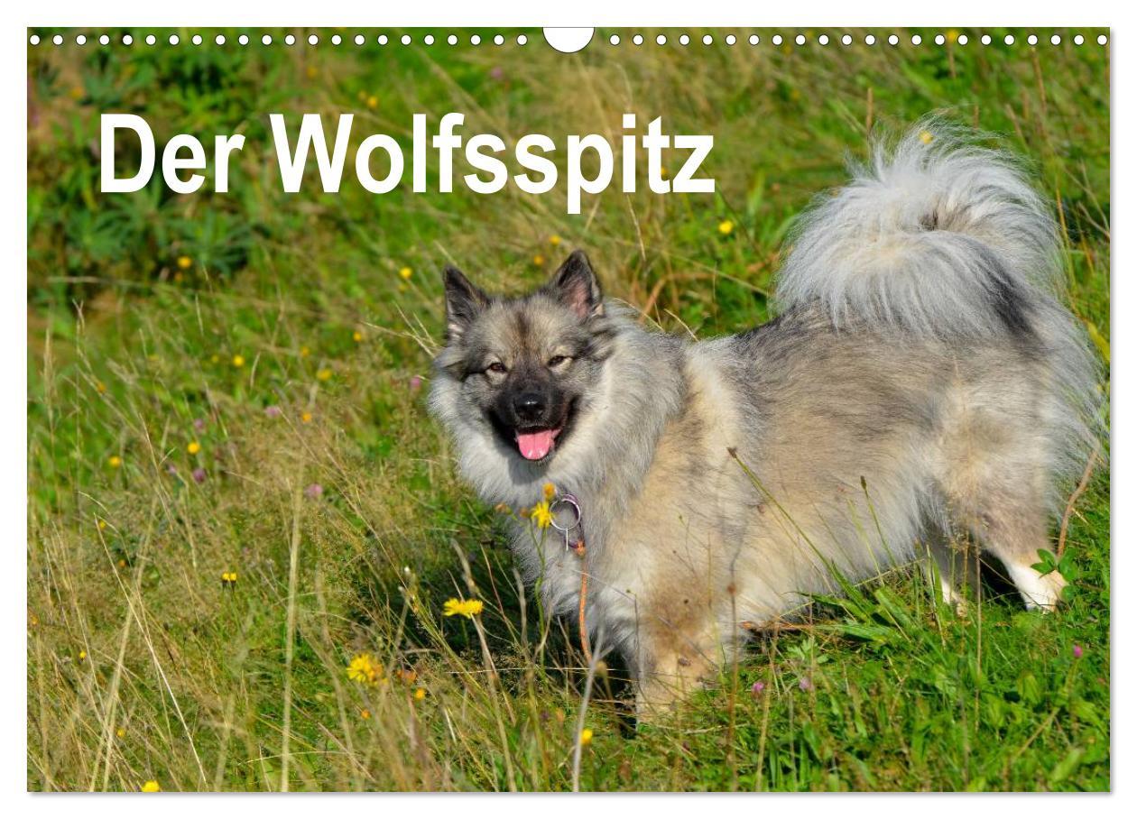 Cover: 9783435804962 | Der Wolfsspitz (Wandkalender 2025 DIN A3 quer), CALVENDO...