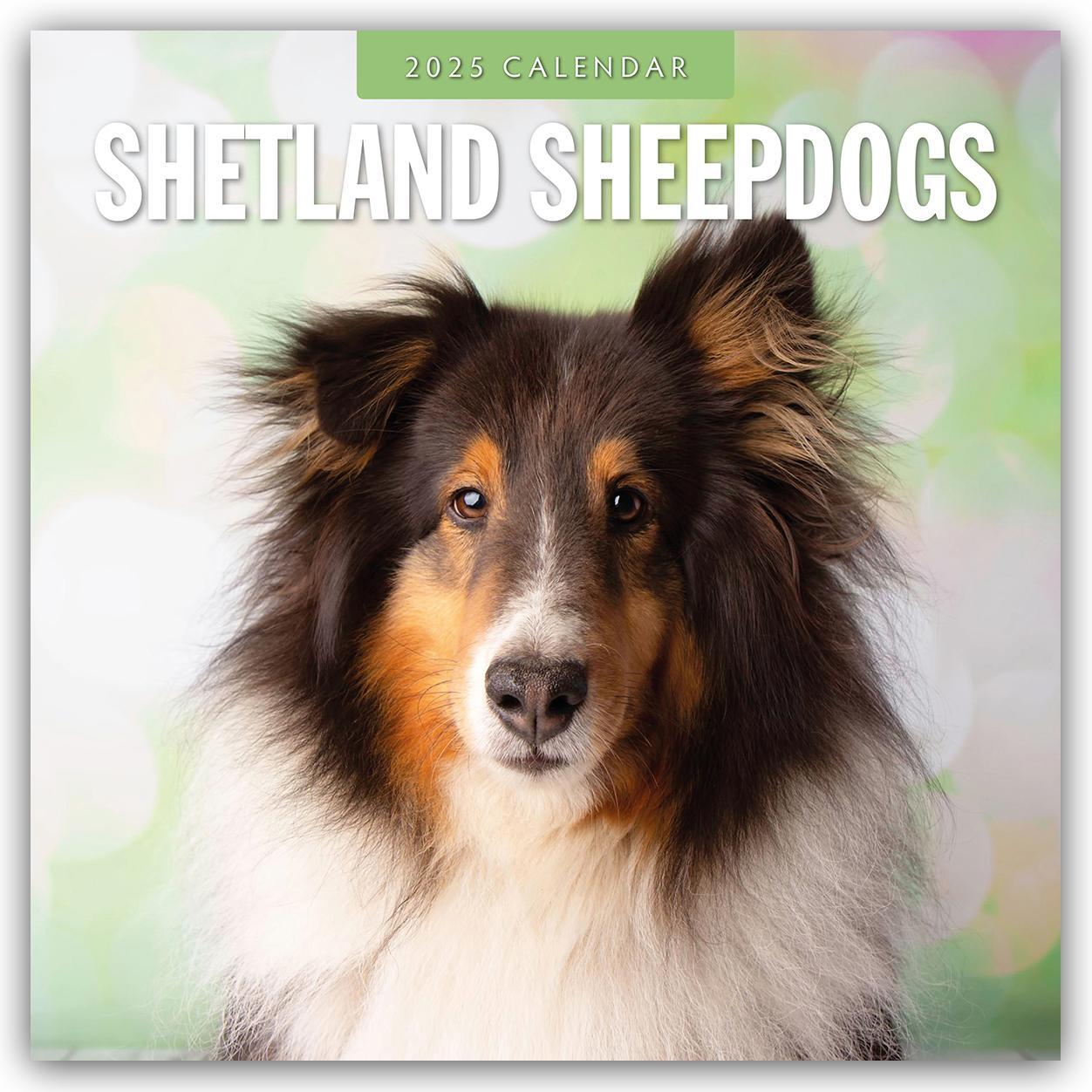 Cover: 9781804425091 | Shetland Sheepdogs - Sheltie 2025 - 16-Monatskalender | Robin Red