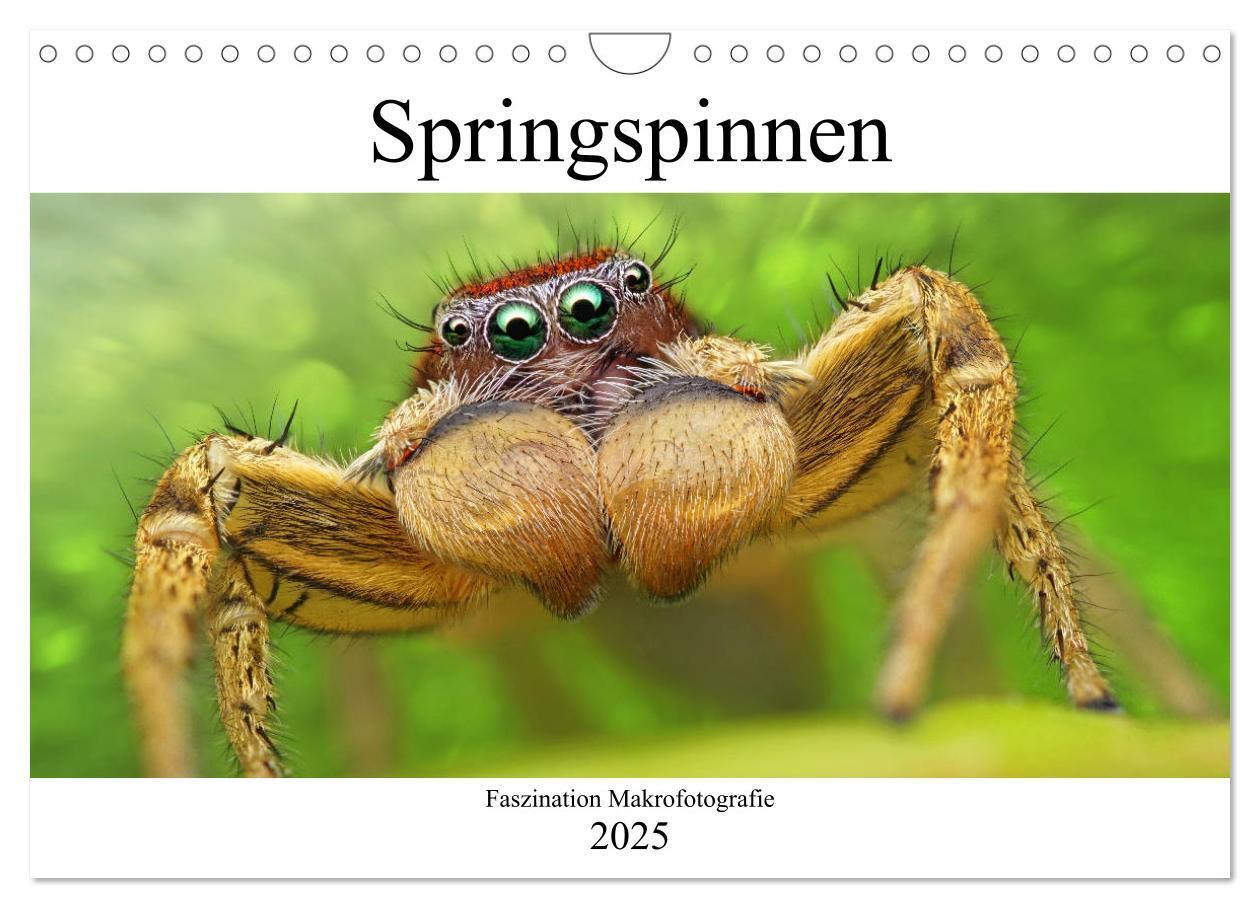 Cover: 9783435346165 | Faszination Makrofotografie: Springspinnen (Wandkalender 2025 DIN...