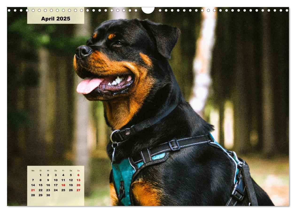 Bild: 9783383948138 | Mein Rottweiler. Nervenstarker Gebrauchs- und Begleithund...