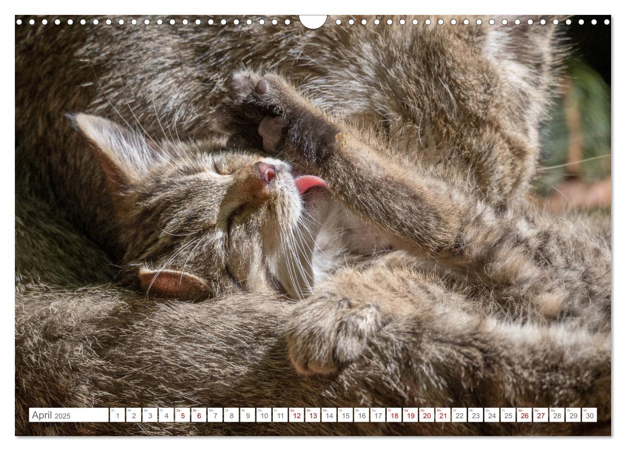 Bild: 9783435231089 | Wildkatzenbabys - wild und zuckersüß. (Wandkalender 2025 DIN A3...