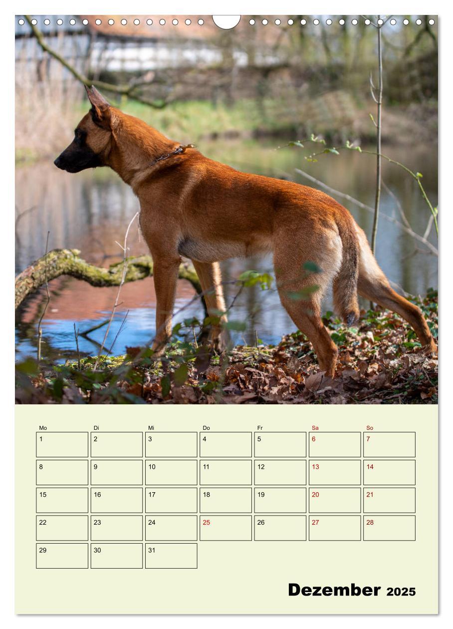 Bild: 9783435947065 | Malinois verlässliche Begleiter (Wandkalender 2025 DIN A3 hoch),...