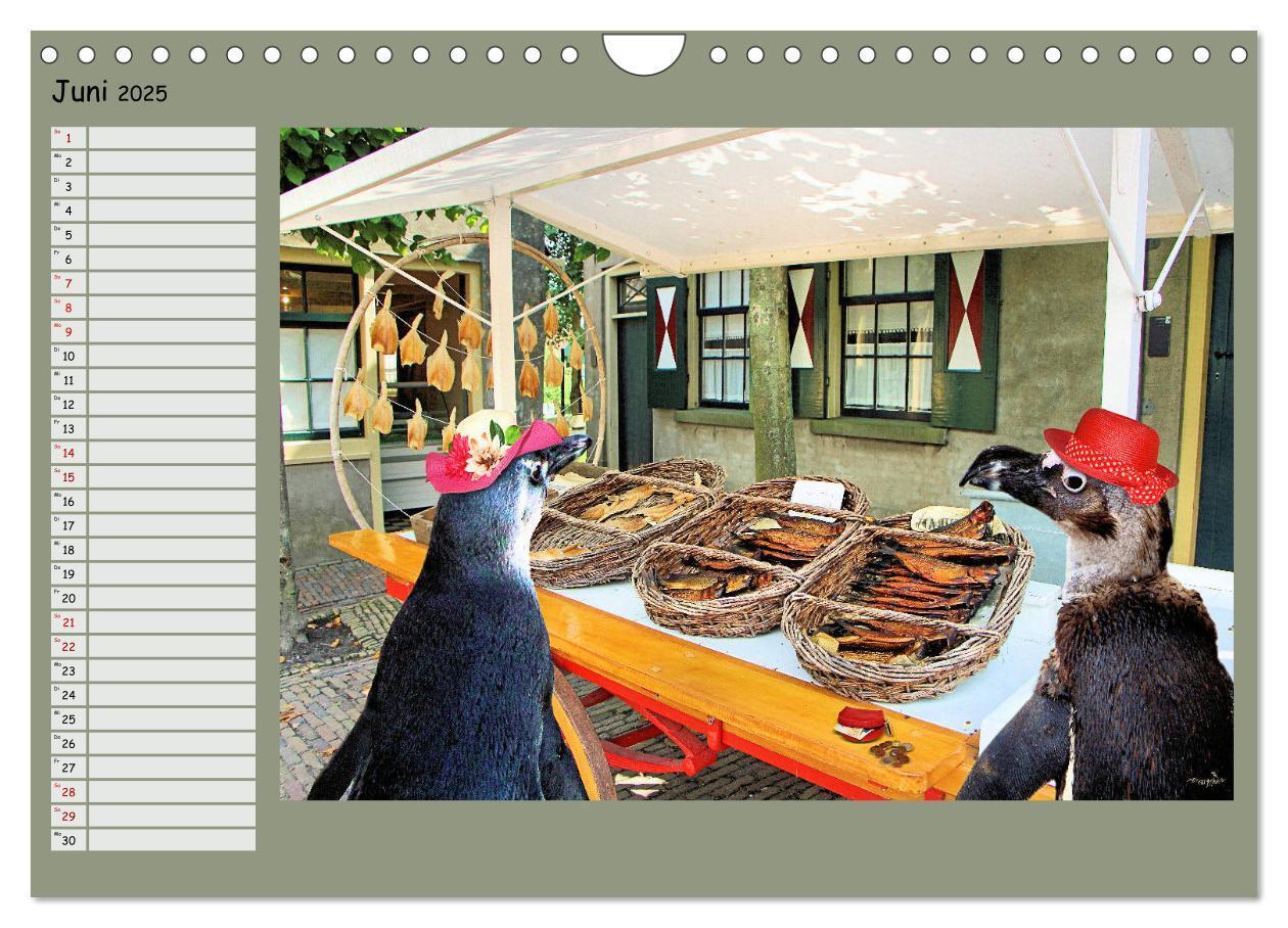 Bild: 9783435313877 | Pinguine privat Planer (Wandkalender 2025 DIN A4 quer), CALVENDO...