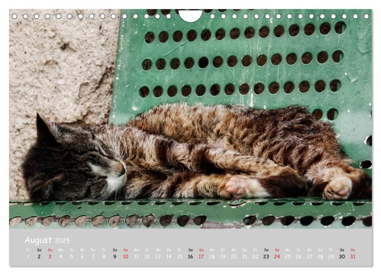 Bild: 9783435787975 | Katzen des Südens (Wandkalender 2025 DIN A4 quer), CALVENDO...