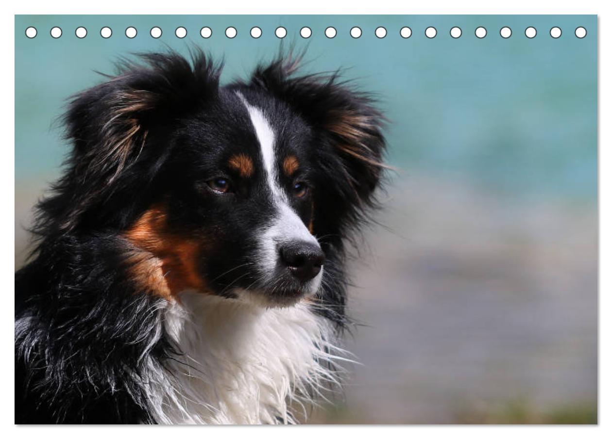 Bild: 9783435185153 | Australian Shepherd Tri Color (Tischkalender 2025 DIN A5 quer),...