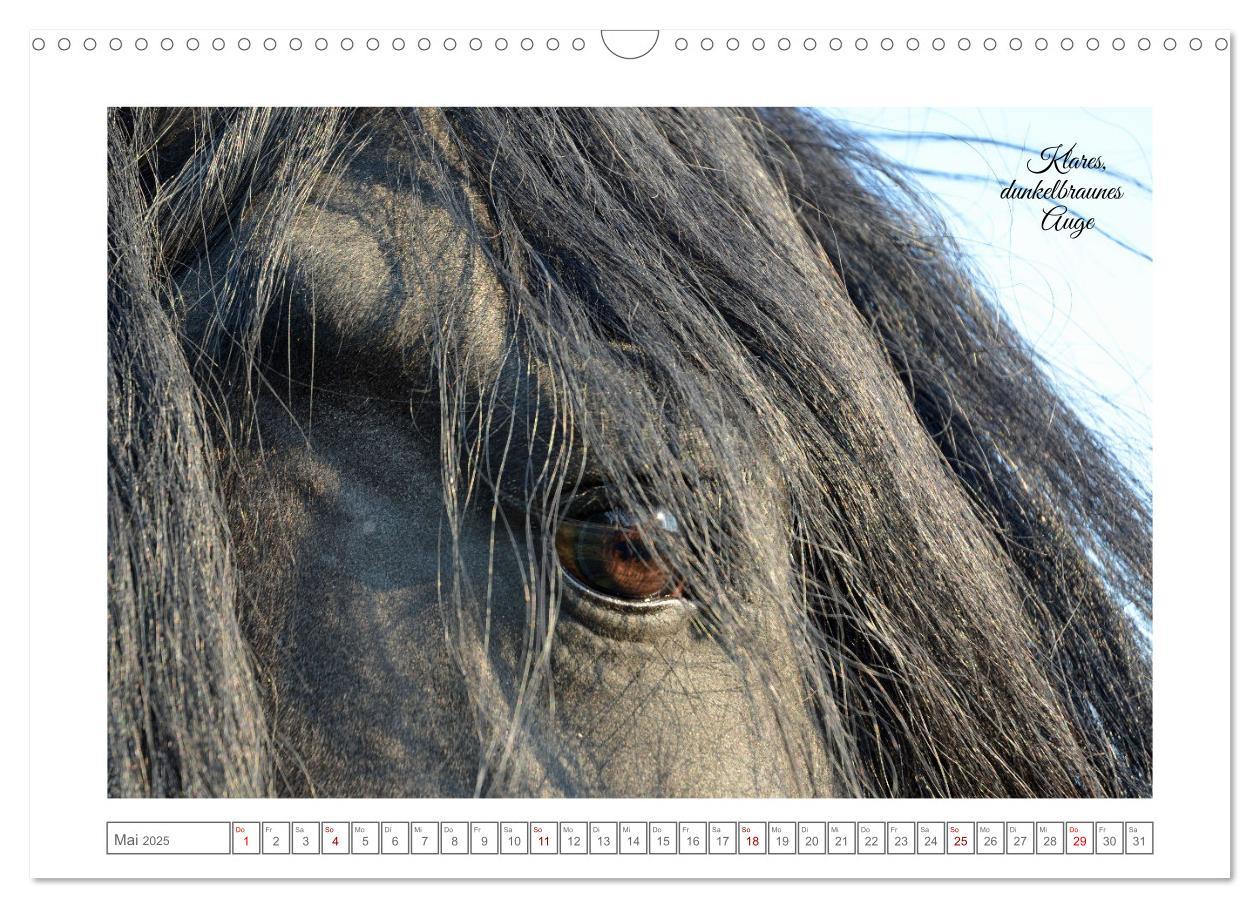 Bild: 9783383909085 | Friesen - elegant und kraftvoll (Wandkalender 2025 DIN A3 quer),...