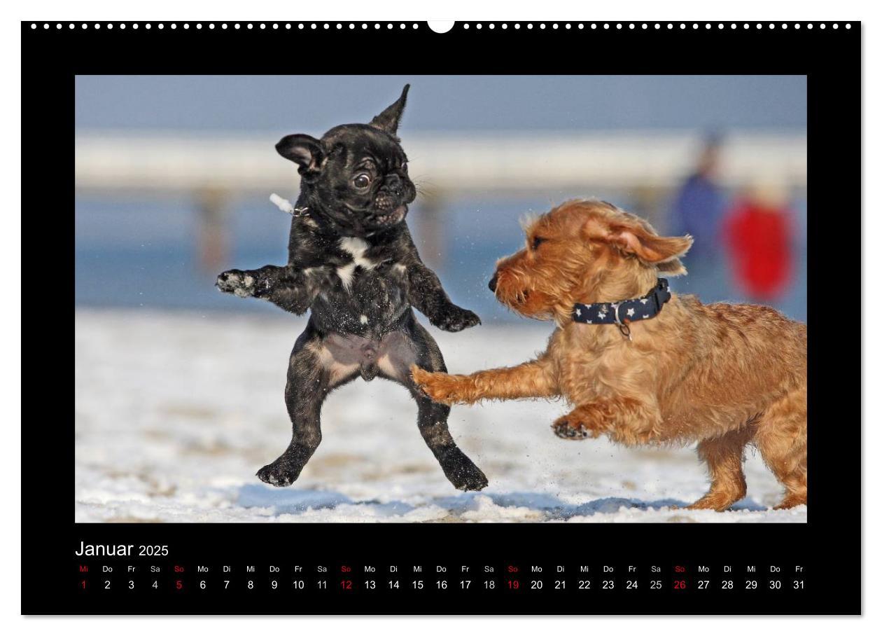 Bild: 9783435640744 | Allerlei Hundekinder (Wandkalender 2025 DIN A2 quer), CALVENDO...