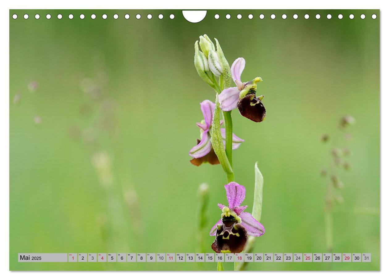 Bild: 9783435537204 | Orchideenwiese 2025 (Wandkalender 2025 DIN A4 quer), CALVENDO...