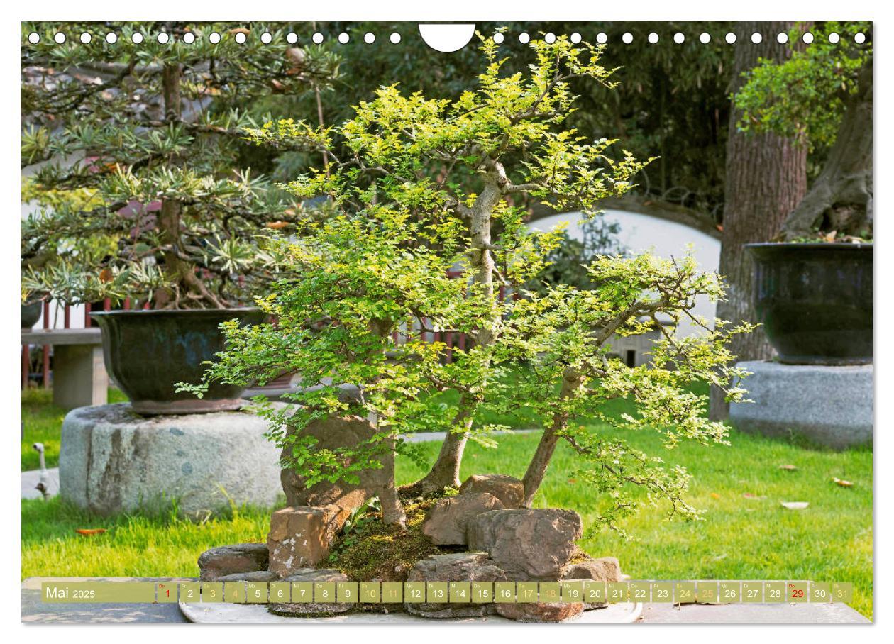 Bild: 9783457198117 | Gartenkunst aus Japan: Bonsai (Wandkalender 2025 DIN A4 quer),...