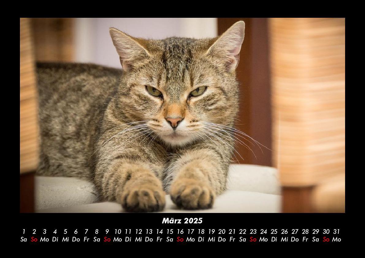 Bild: 9783755979449 | Katzen 2025 Fotokalender DIN A3 | Tobias Becker | Kalender | Kalender