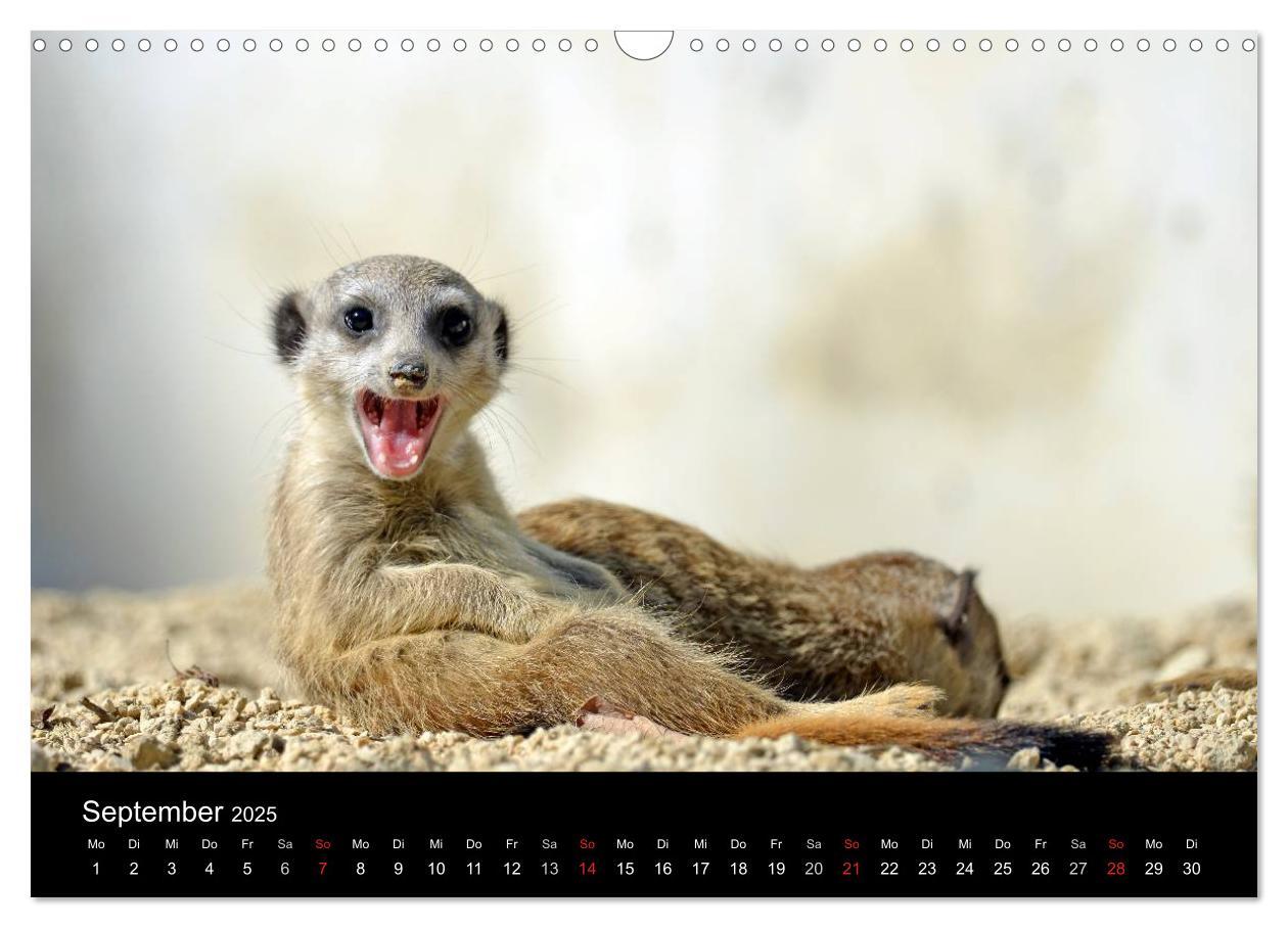 Bild: 9783435782123 | Lustige Erdmännchen (Wandkalender 2025 DIN A3 quer), CALVENDO...