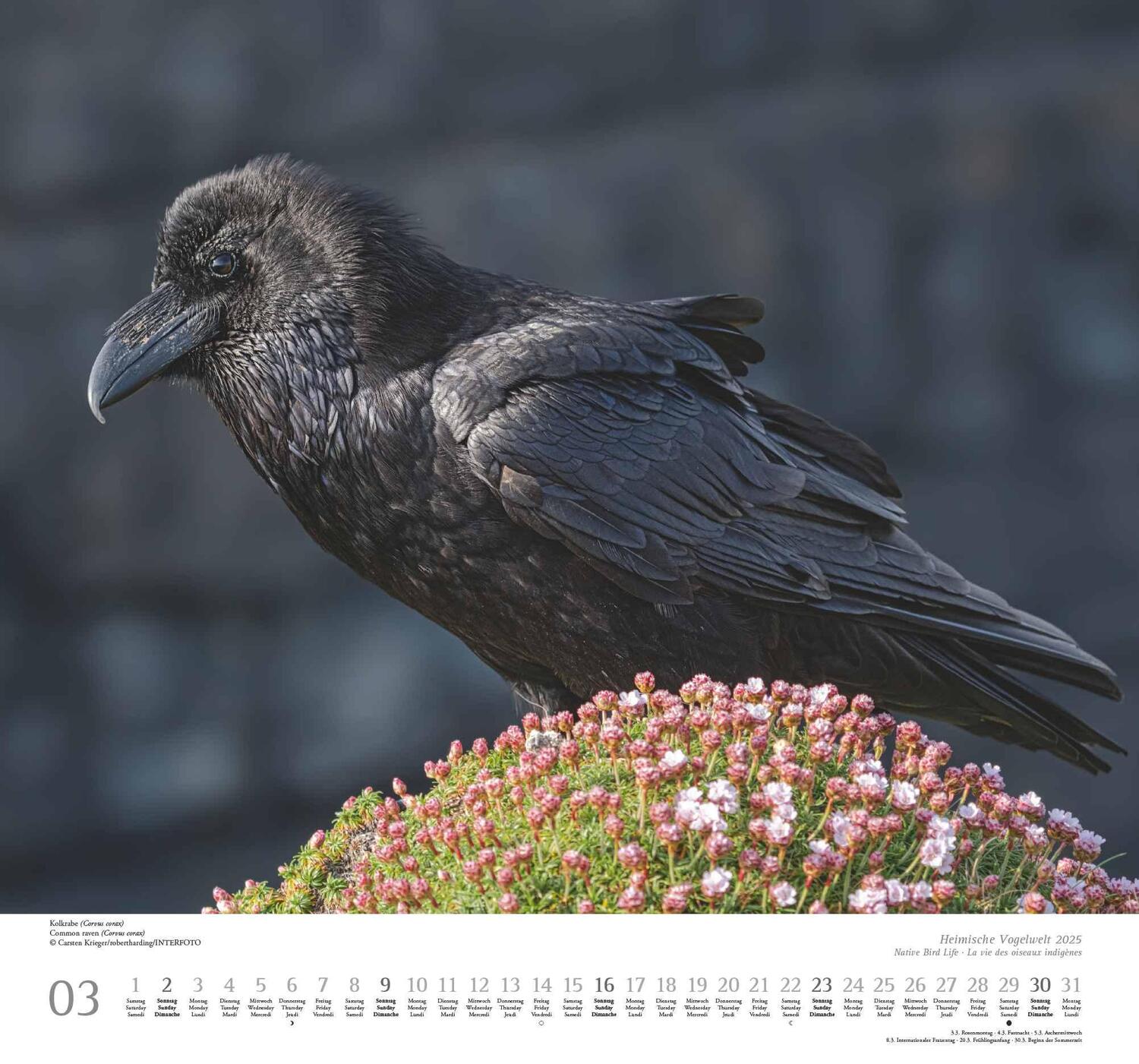 Bild: 4250809653525 | Heimische Vogelwelt 2025 - DUMONT Wandkalender - mit den...