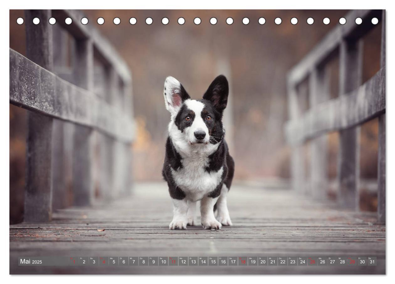 Bild: 9783435117925 | Welsh Corgi - Der Kobold unter den Hunden (Tischkalender 2025 DIN...