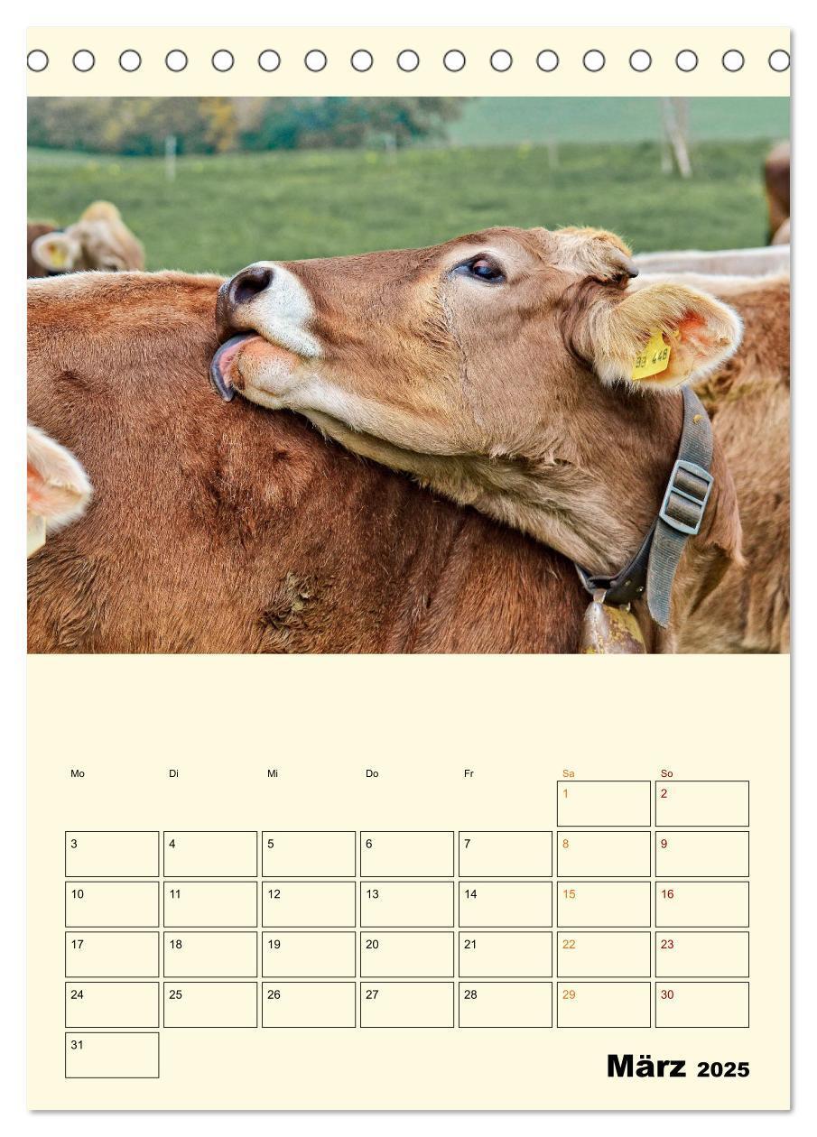 Bild: 9783435895526 | Glückliche Bergkühe (Tischkalender 2025 DIN A5 hoch), CALVENDO...