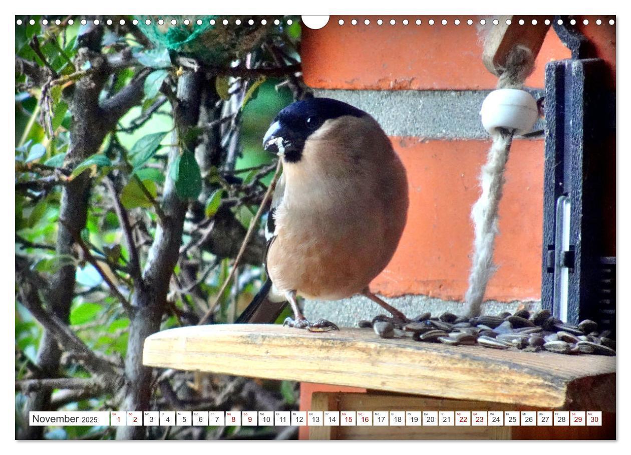 Bild: 9783457160305 | Herr und Frau Gimpel - Stammgäste im Garten (Wandkalender 2025 DIN...