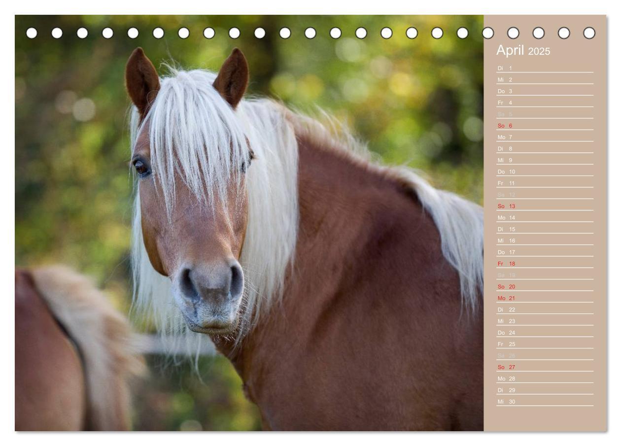 Bild: 9783435723737 | Haflinger / Geburtstagskalender (Tischkalender 2025 DIN A5 quer),...