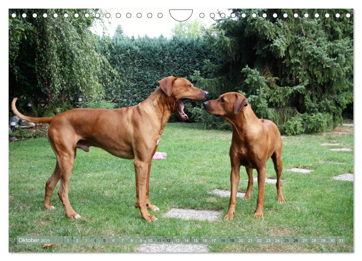 Bild: 9783435369614 | Rhodesian Ridgeback - Moments (Wandkalender 2025 DIN A4 quer),...