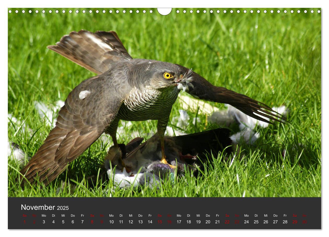 Bild: 9783435402342 | Faszination der Greifvögel und Geier (Wandkalender 2025 DIN A3...