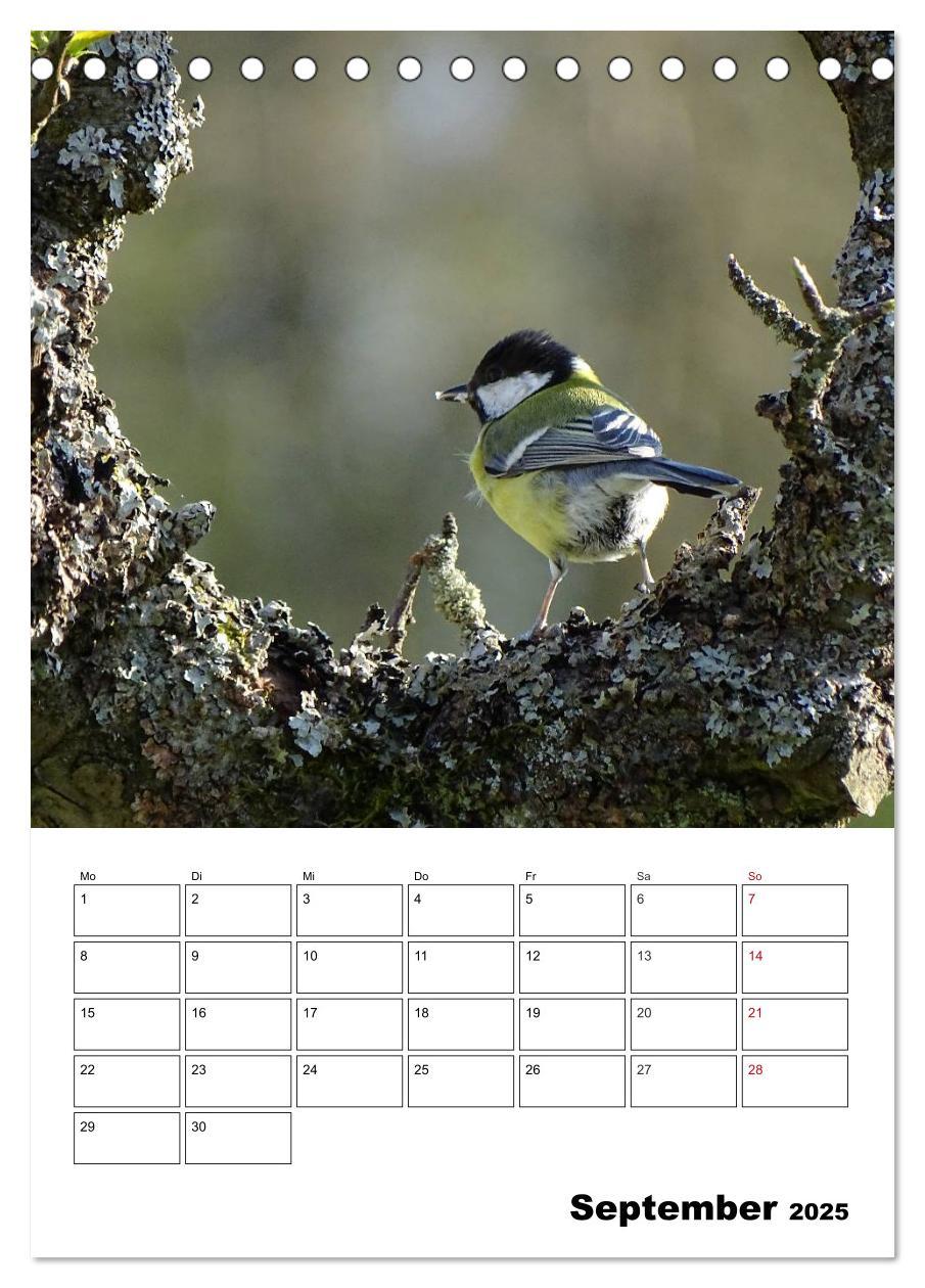 Bild: 9783457041031 | Amsel, Drossel, Fink und Star - beobachtet (Tischkalender 2025 DIN...