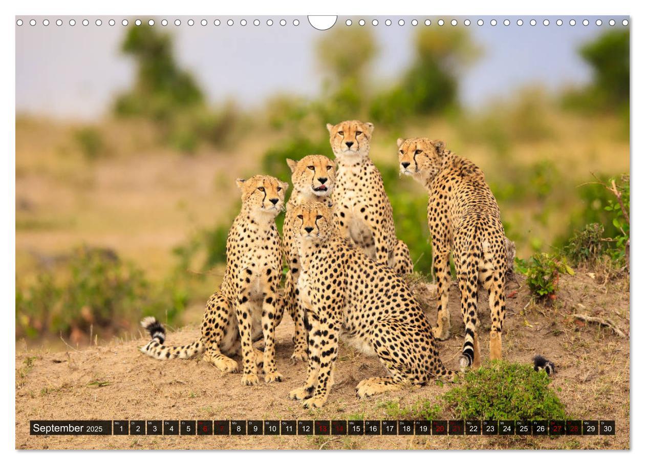 Bild: 9783435346417 | Auf Safari in Kenia 2025 (Wandkalender 2025 DIN A3 quer), CALVENDO...