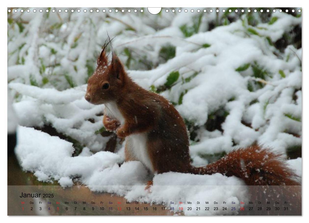 Bild: 9783435586936 | Spaß mit Eichhörnchen! (Wandkalender 2025 DIN A3 quer), CALVENDO...