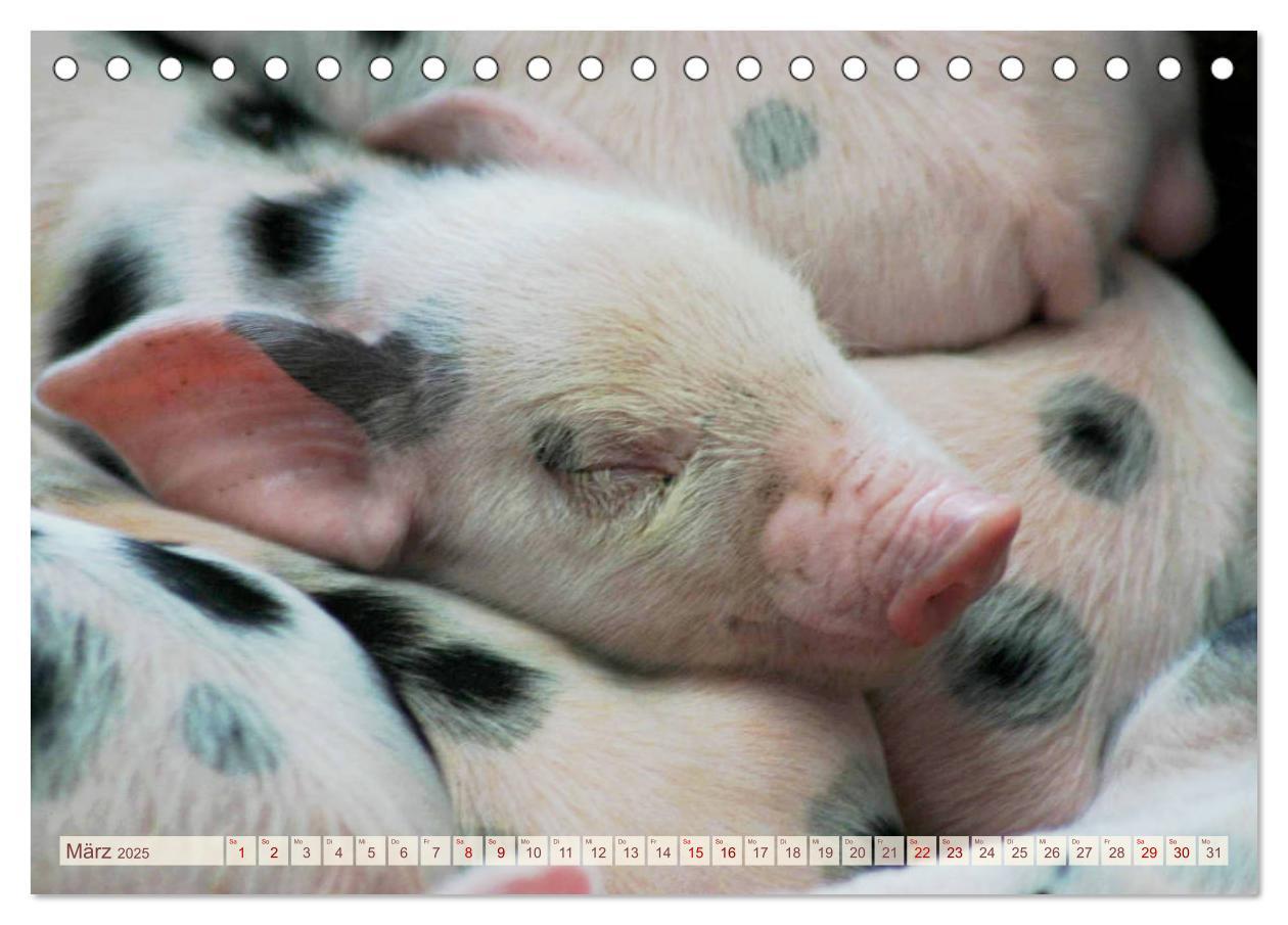 Bild: 9783435410293 | Tierische Schweinerei (Tischkalender 2025 DIN A5 quer), CALVENDO...