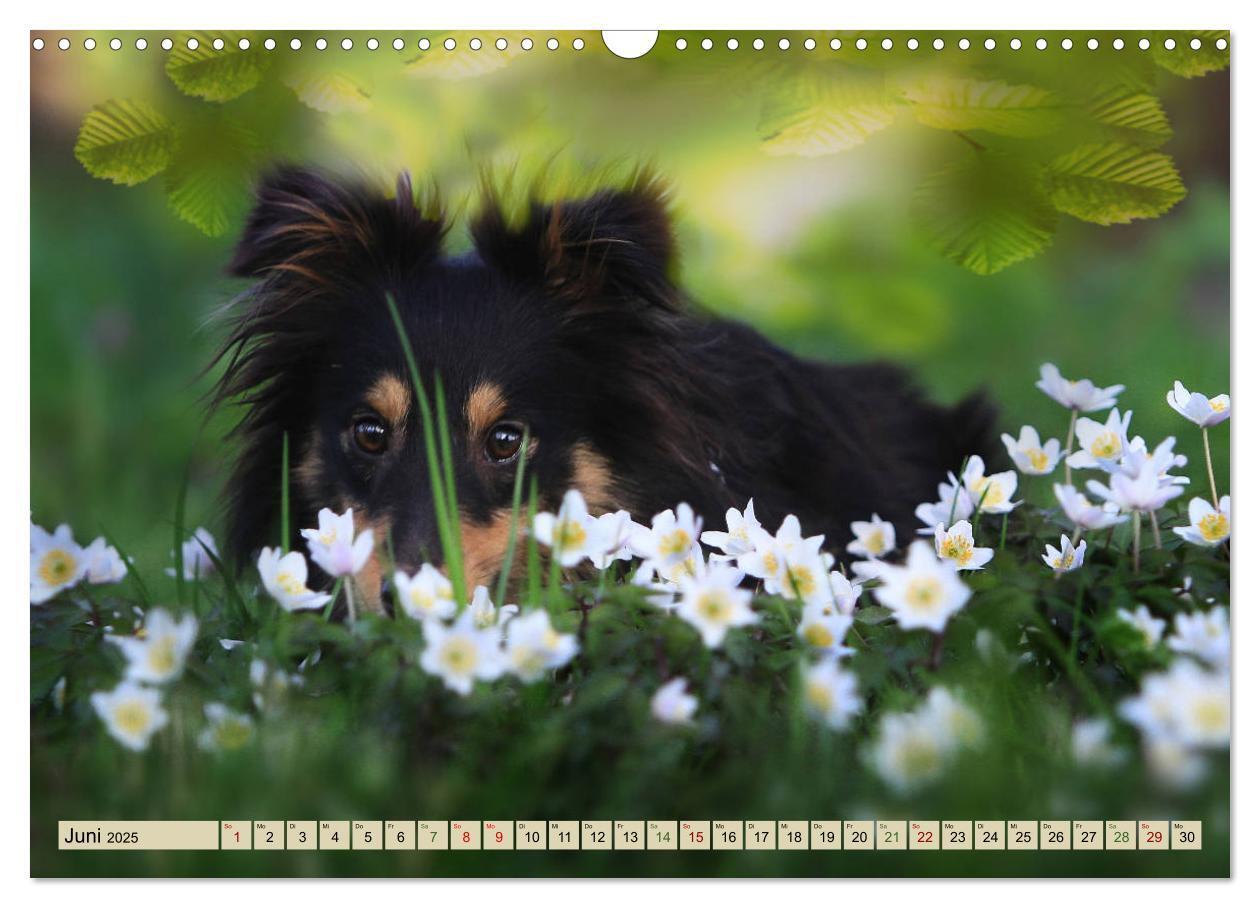 Bild: 9783435423415 | SHELTIES Liebe auf 4 Pfoten (Wandkalender 2025 DIN A3 quer),...