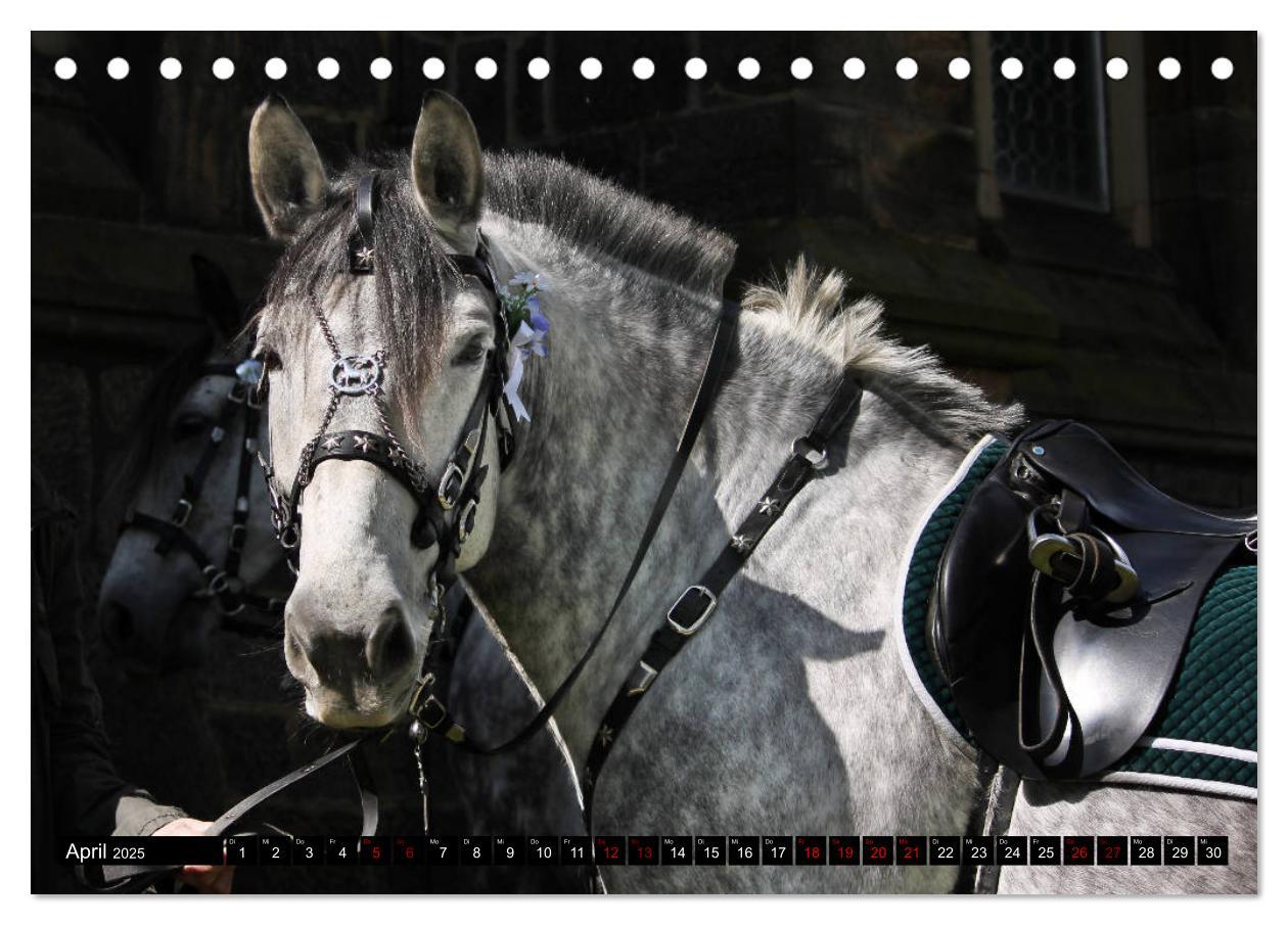 Bild: 9783435394296 | Schwere Warmblüter 2025 (Tischkalender 2025 DIN A5 quer), CALVENDO...