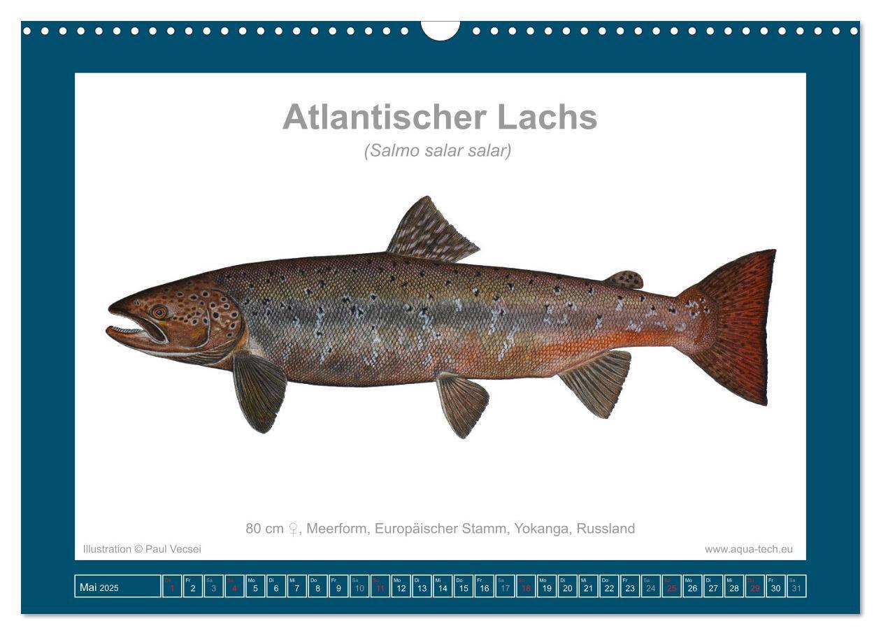 Bild: 9783383772634 | Fisch als Kunst 2025: Atlantische Lachse (Wandkalender 2025 DIN A3...