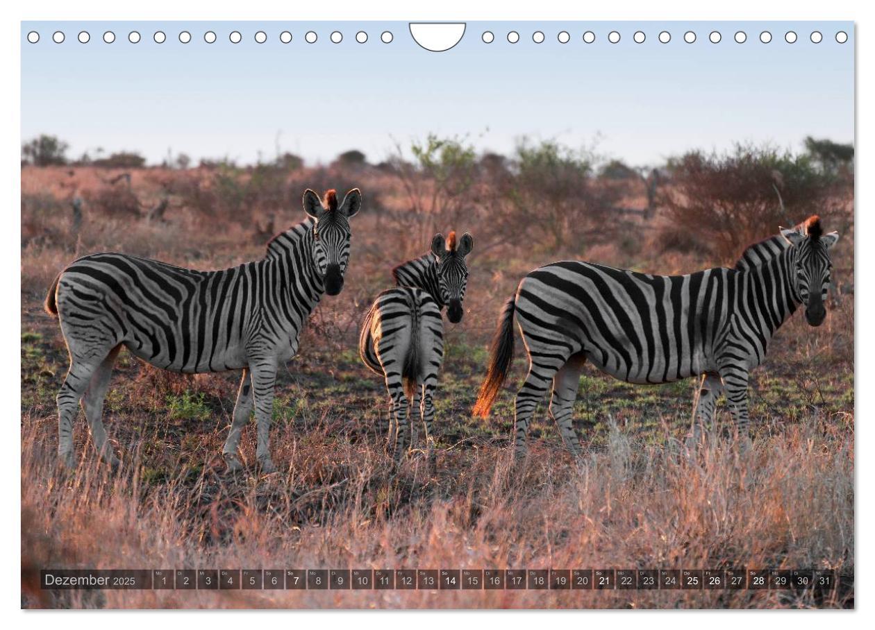 Bild: 9783435725748 | Botswana ¿ Landschaft und Tierwelt (Wandkalender 2025 DIN A4 quer),...